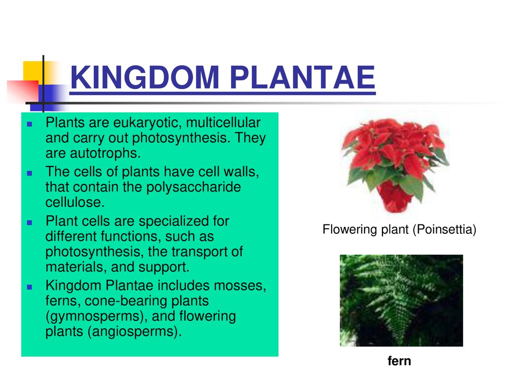 Flowering plant (Poinsettia)