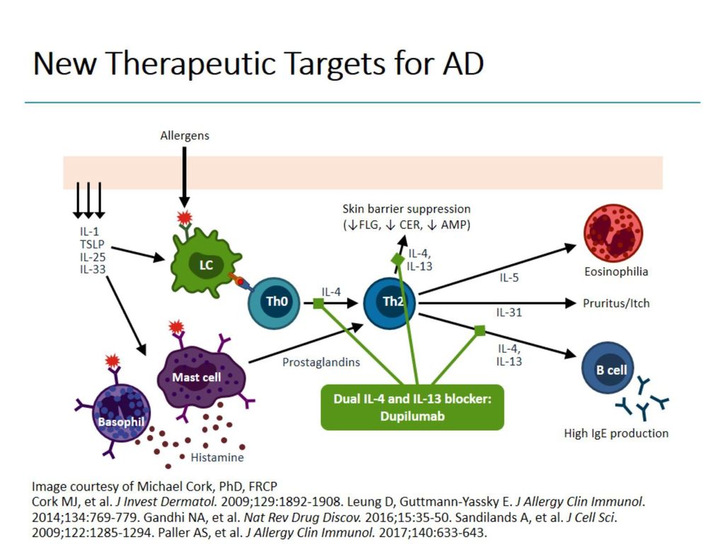New Therapeutic Targets for AD