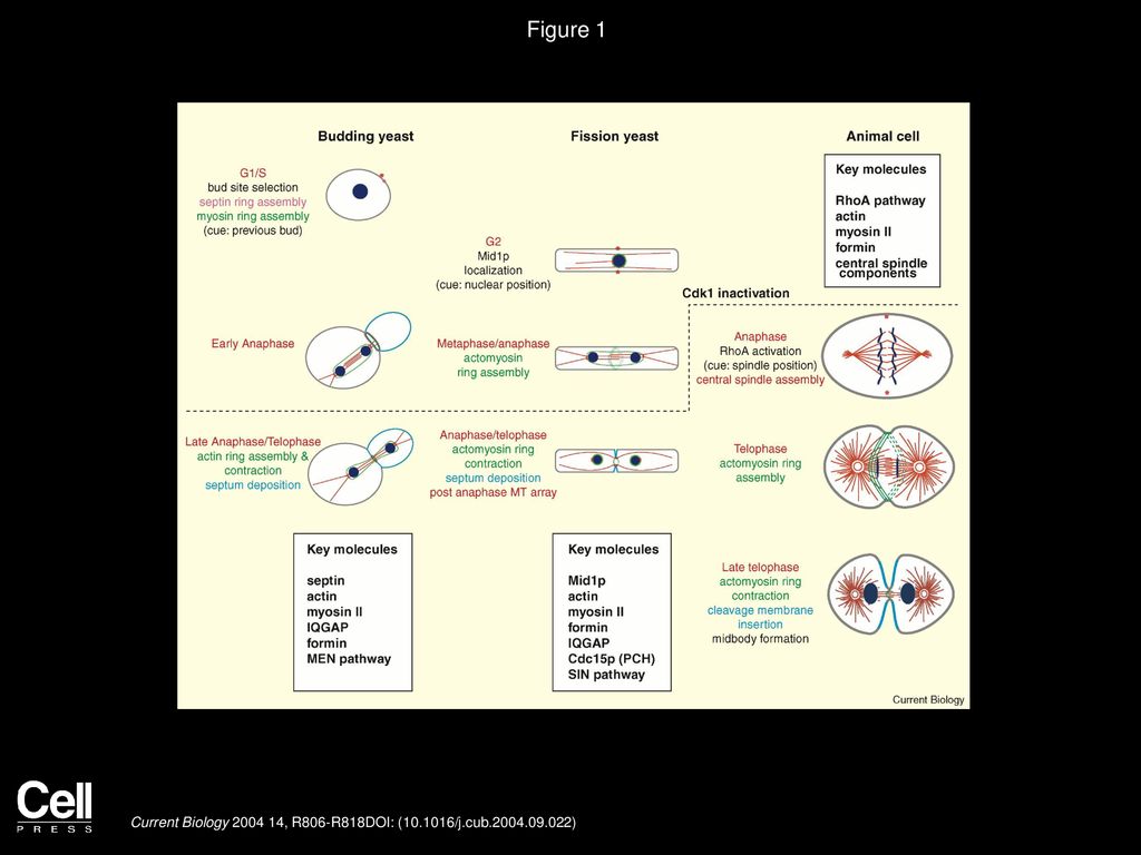 Mohan K. Balasubramanian, Erfei Bi, Michael Glotzer Current Biology ... Biology Diagrams