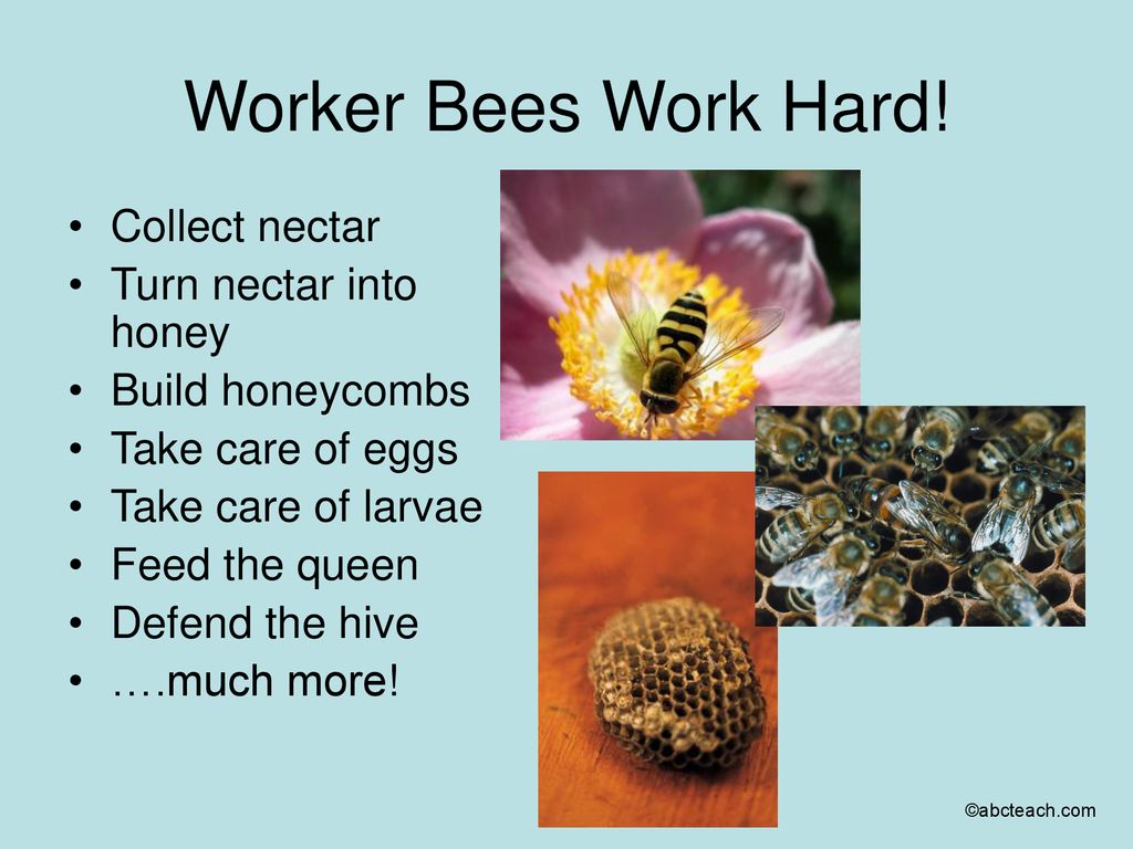 BEES ppt download