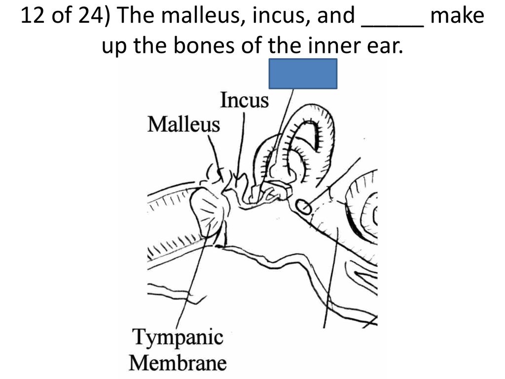 12 of 24) The malleus, incus, and _____ make up the bones of the inner ear.
