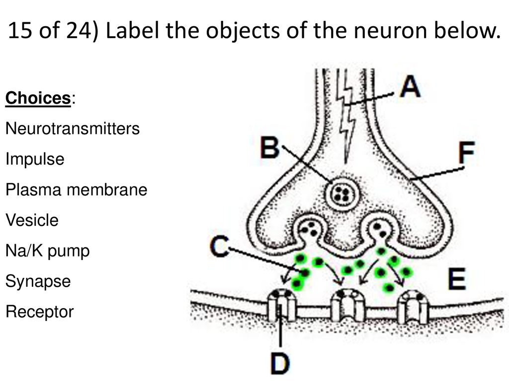 15 of 24) Label the objects of the neuron below.
