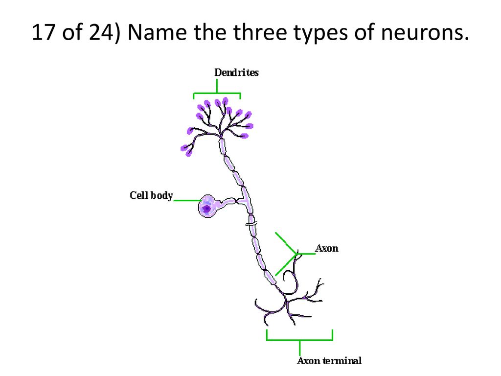17 of 24) Name the three types of neurons.