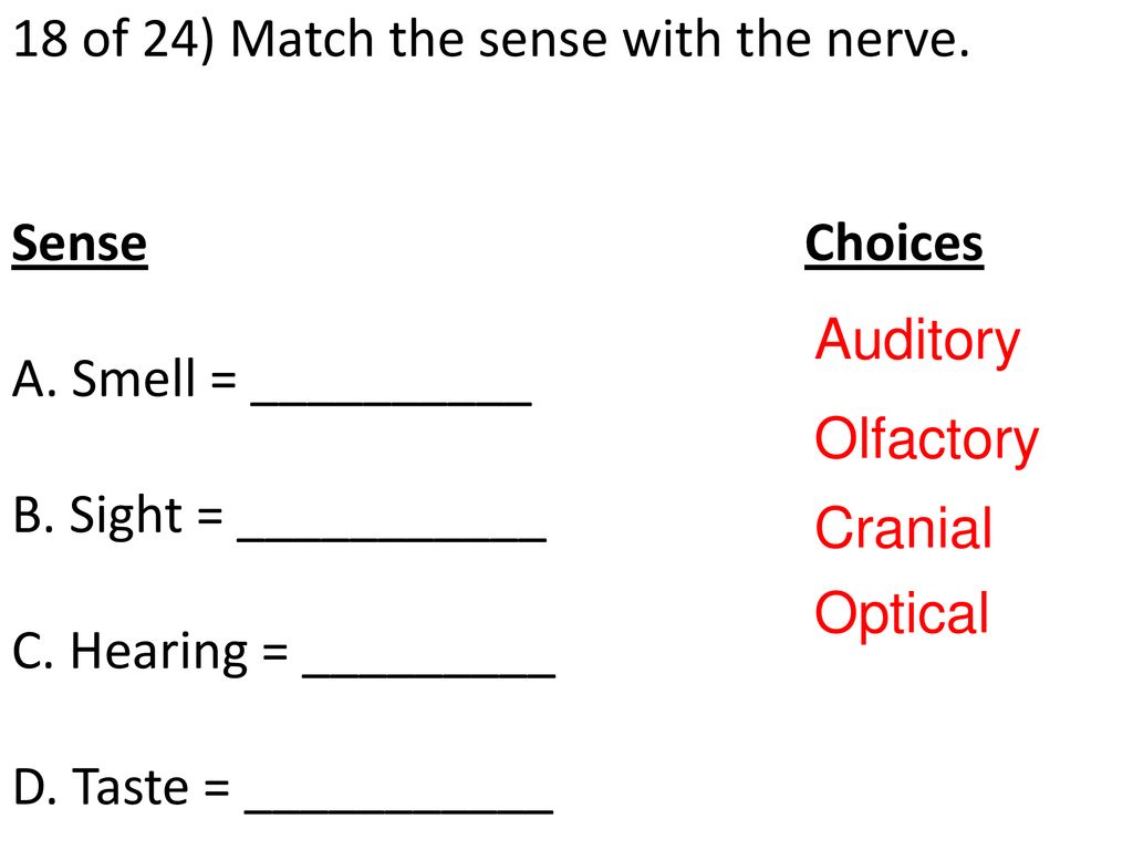 18 of 24) Match the sense with the nerve. Sense. Choices A