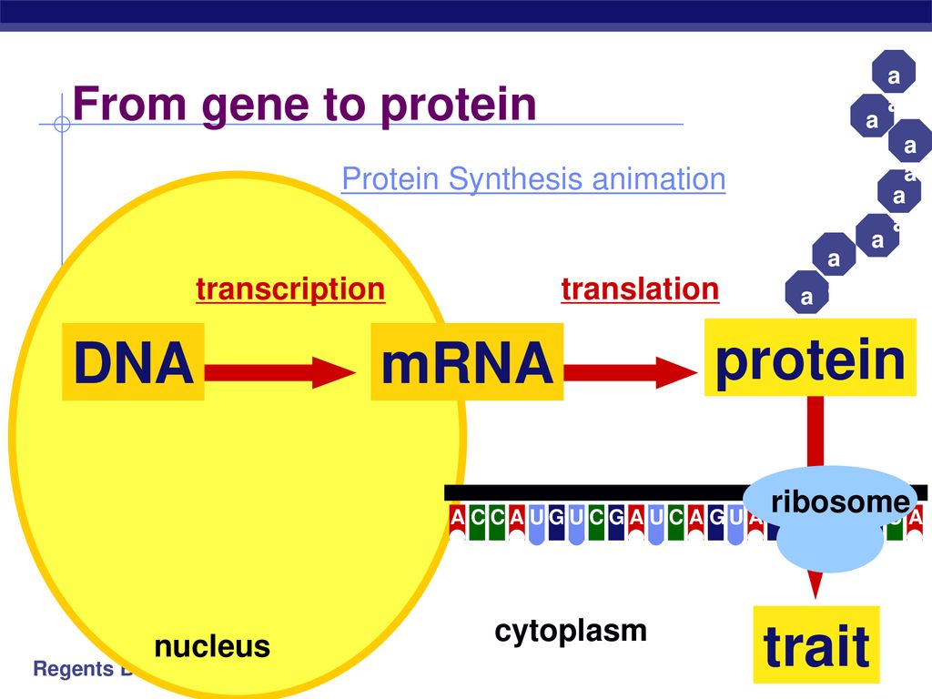 Protein Synthesis Using DNA to Make Proteins - ppt download