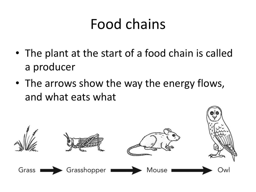 Environment, evolution and inheritance Biology Diagrams