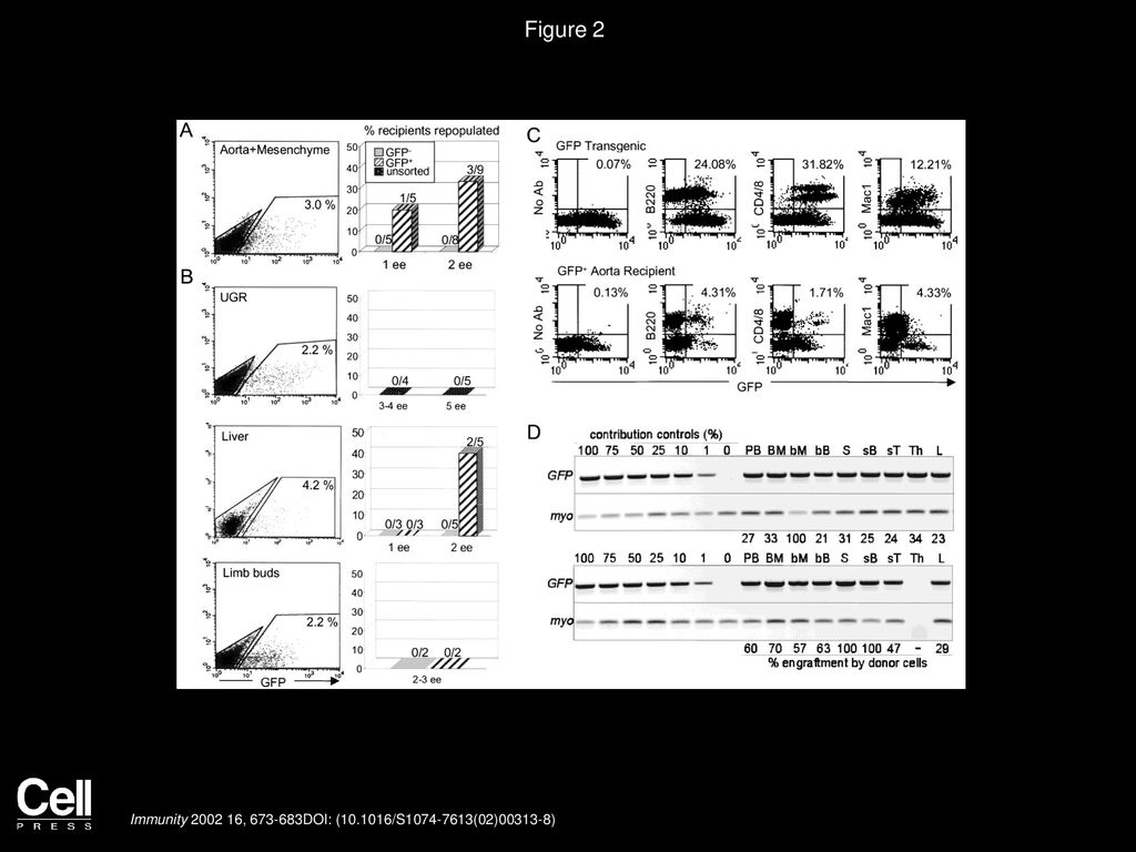 Figure 2 Long-Term Adult Repopulation by GFP-Sorted Cells from E11 Tissues.