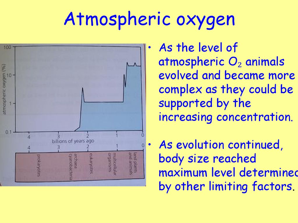 Key Area 2 3 Metabolic Rate Oxygen Delivery And Consumption Ppt