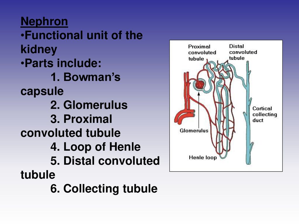 Nephron Functional unit of the kidney. Parts include: 1. Bowman’s capsule. 2. Glomerulus. 3. Proximal convoluted tubule.