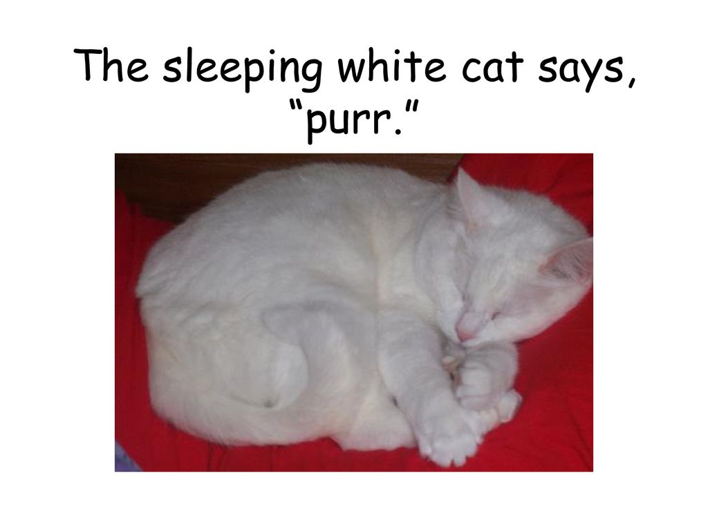 The sleeping white cat says, purr.