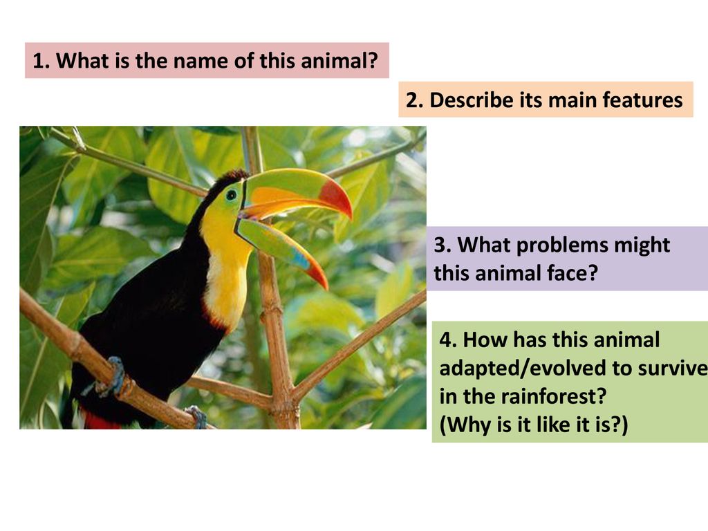 Adaptations In The Rainforest Ppt Download