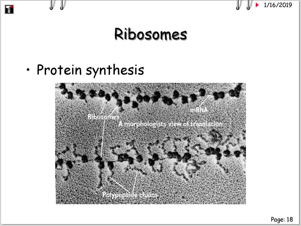 Title Biology 101706 Objectives Class Topics Biology Diagrams