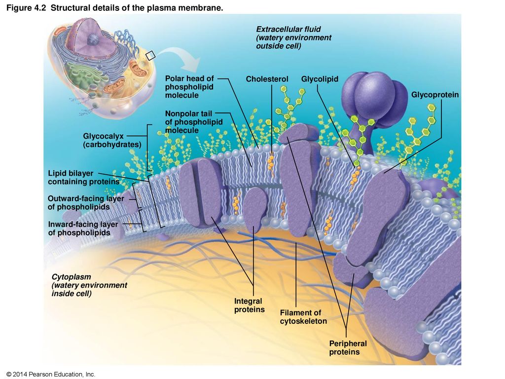 Figure 4.1 Anatomy of the composite animal cell. - ppt download