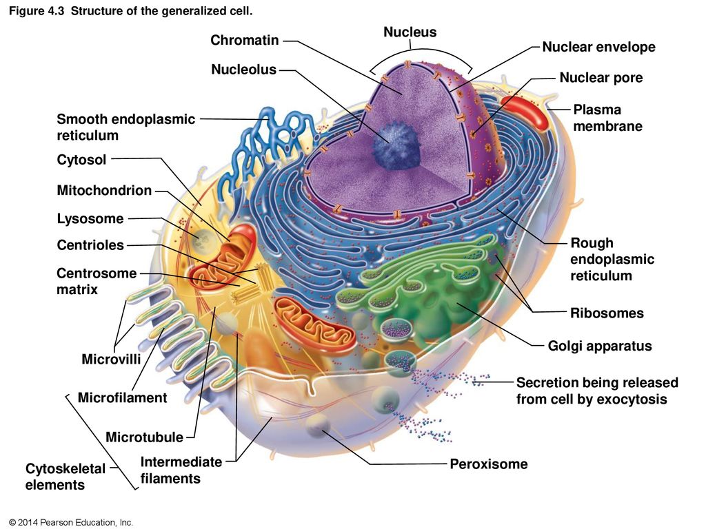 Figure  Anatomy of the composite animal cell. - ppt download