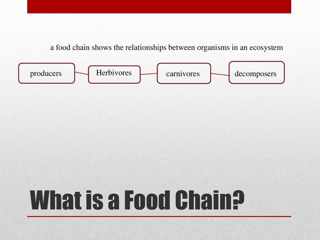 Food Chain By:Parker McCarty. Biology Diagrams