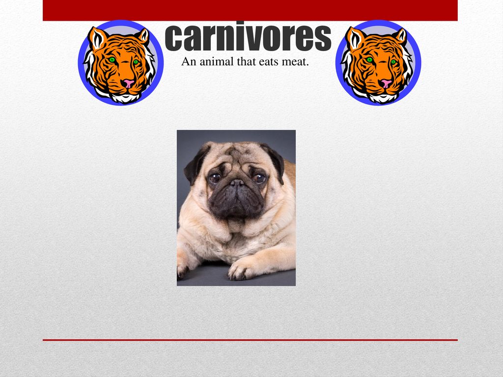 Food Chain By:Parker McCarty. Biology Diagrams