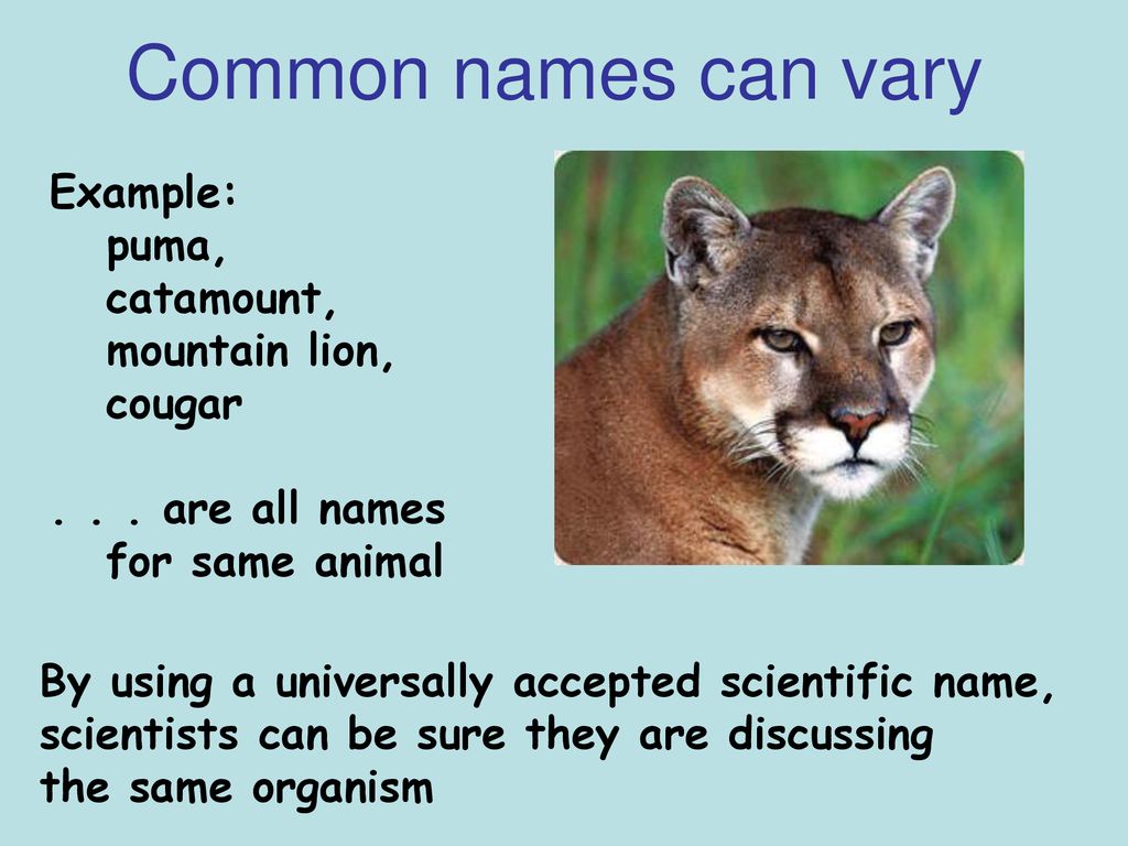 different names for mountain lion