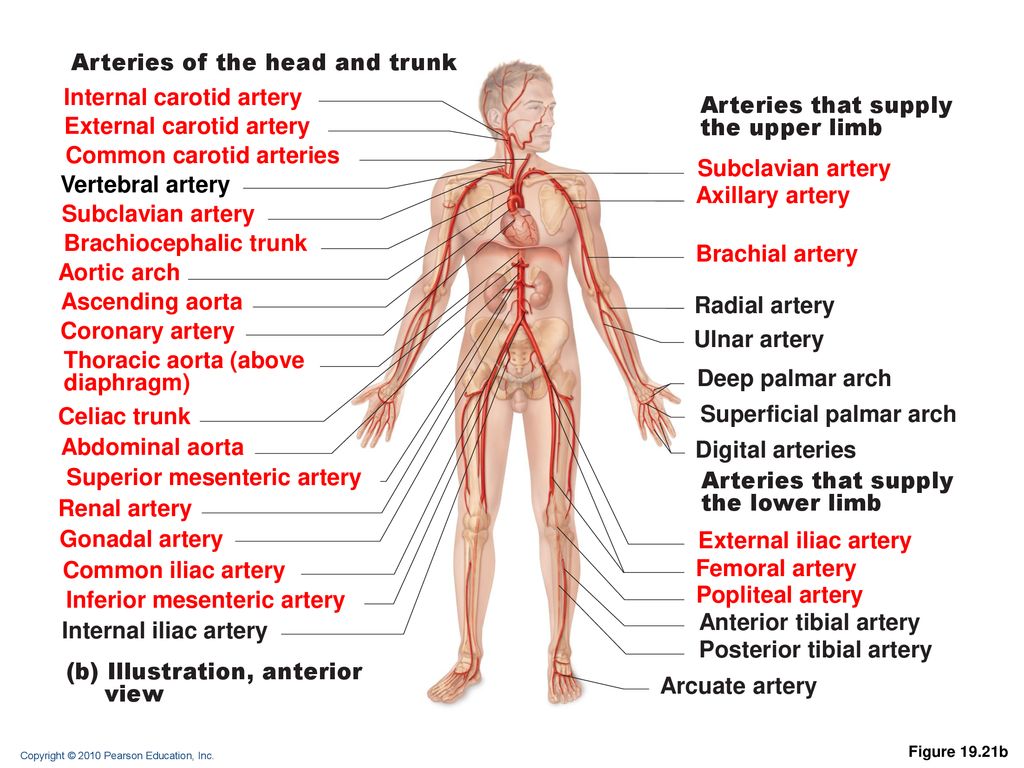 Vascular Anatomy Vascular Anatomy Ppt Download