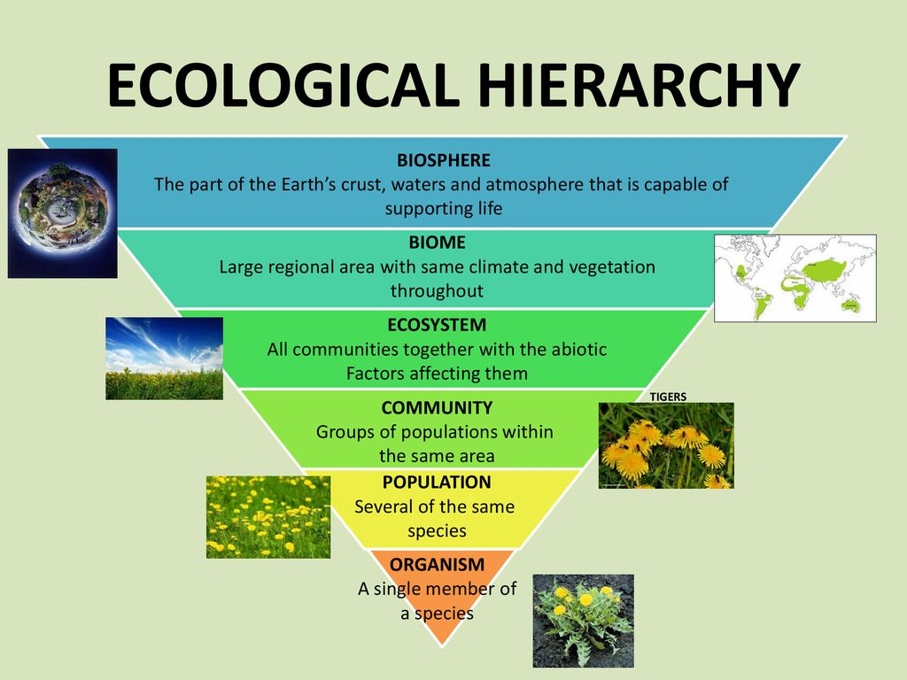 ECOLOGY eCO. - ppt download