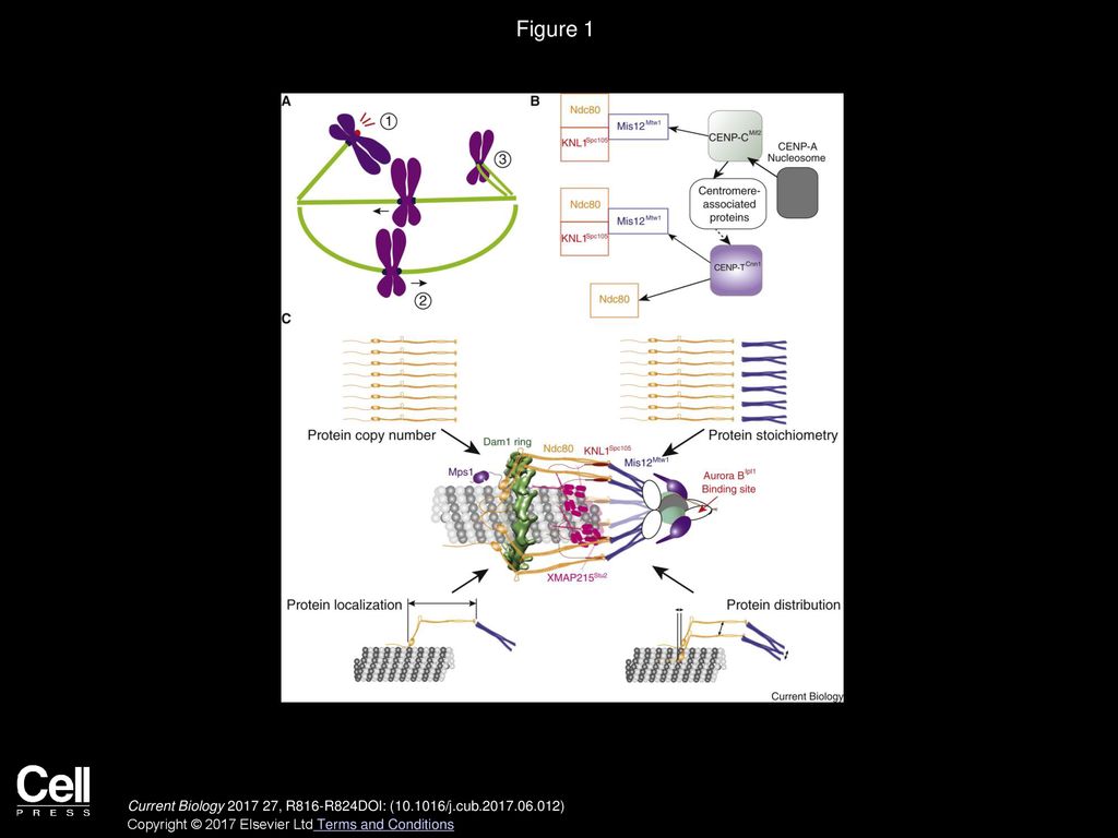 How Kinetochore Architecture Shapes the Mechanisms of Its Function Biology Diagrams