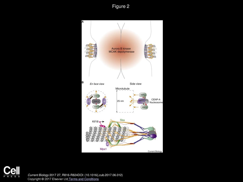 How Kinetochore Architecture Shapes the Mechanisms of Its Function ... Biology Diagrams