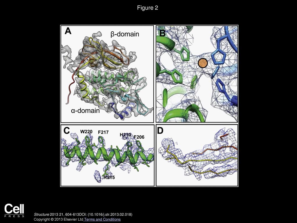 Figure 2 High-Resolution Structural Features of the HdH1 Cryo-EM Density Map.