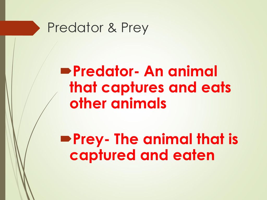 Food Chains and Food Webs Biology Diagrams