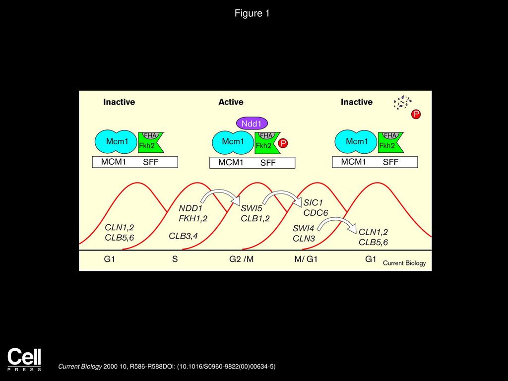 Cyclin transcription: Timing is everything Biology Diagrams