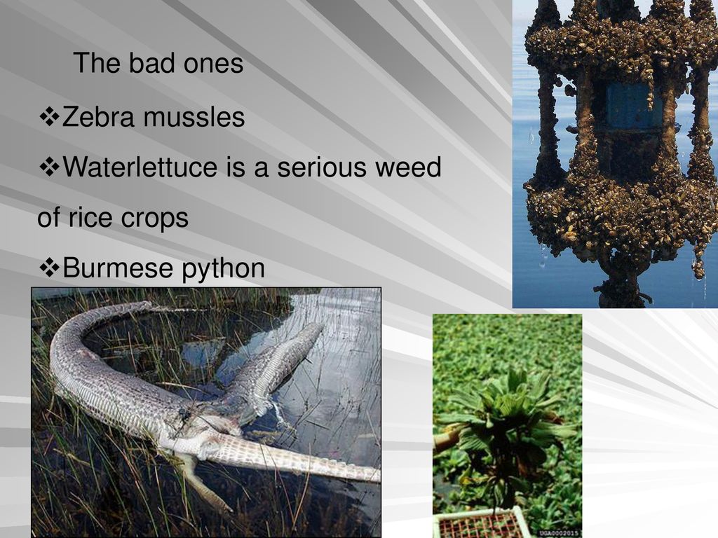 The bad ones Zebra mussles Waterlettuce is a serious weed of rice crops Burmese python