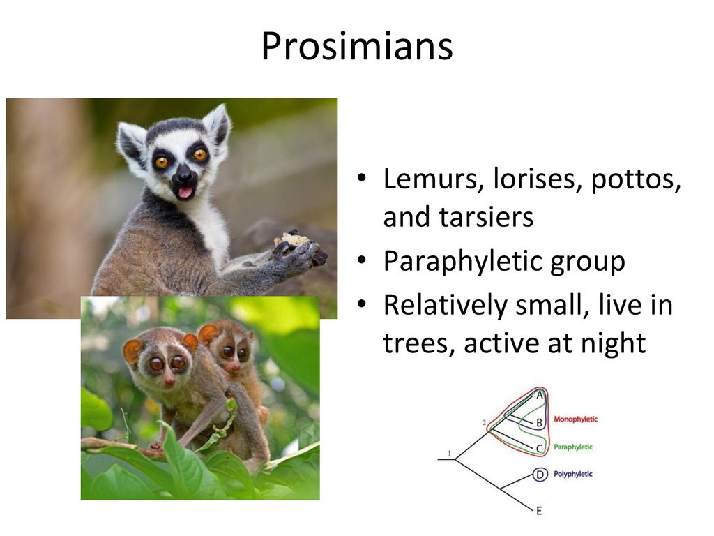 Primates and Hominins Week ppt download