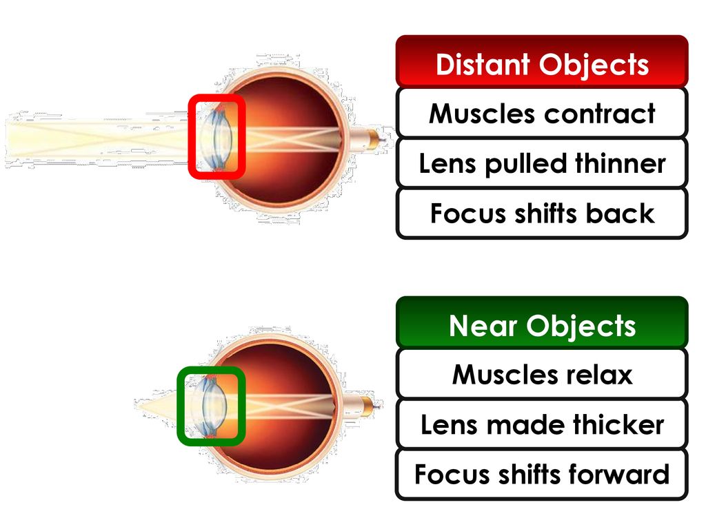 The Eye Ppt Download The Eye Ppt Download
