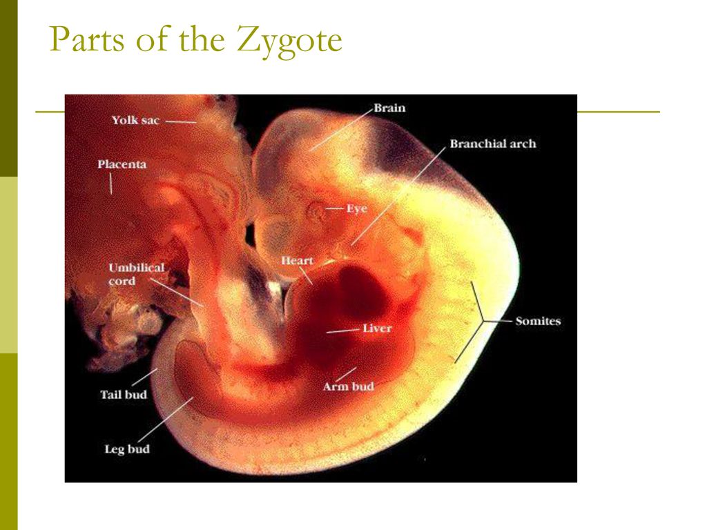 Через четыре недели. Сердце эмбриона человека. Сердце эмбриона начинает биться.