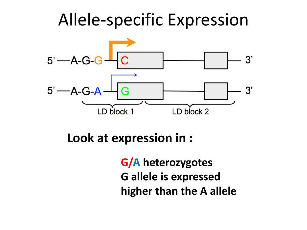 Allele-specific Expression