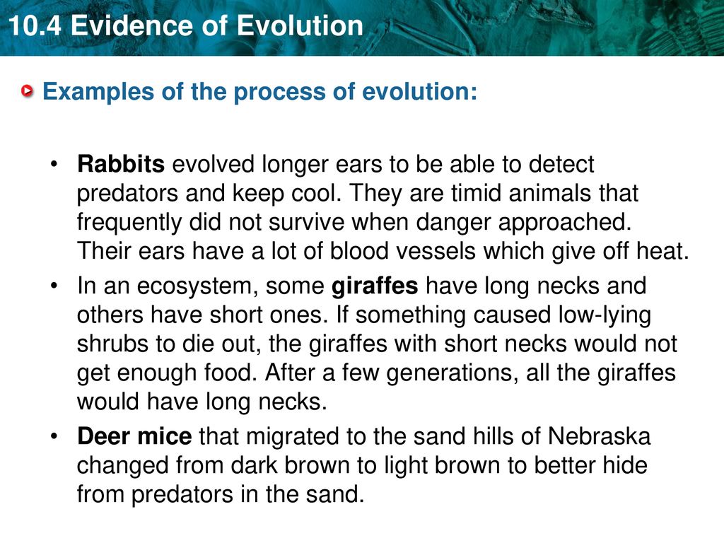 Evidence for evolution in Darwin’s time came from several sources