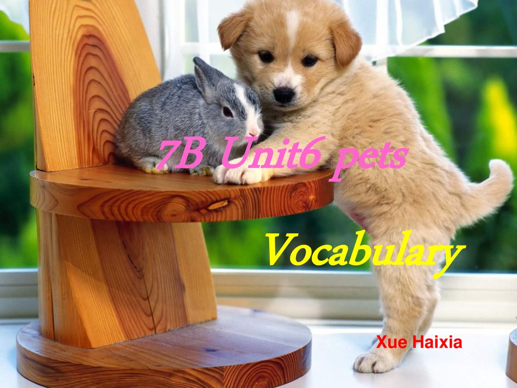 7B Unit6 pets Vocabulary Xue Haixia