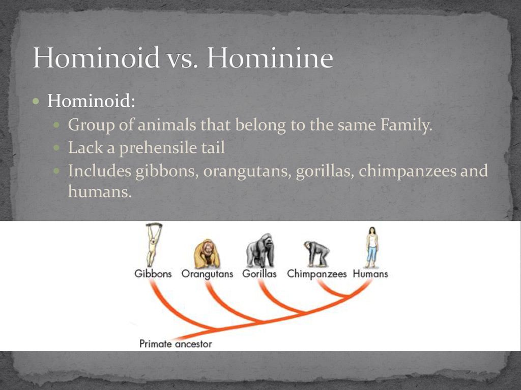 Hominid Evolution. - ppt download