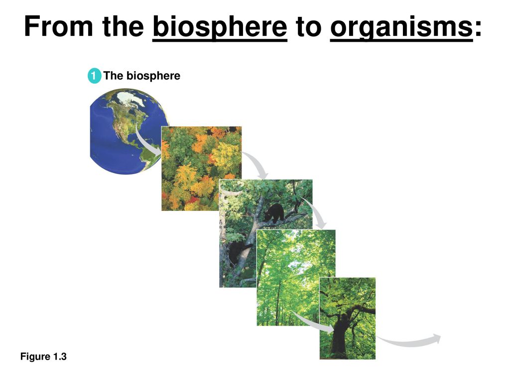 Lesson 1- Battle for the Biosphere – MrGeogWagg