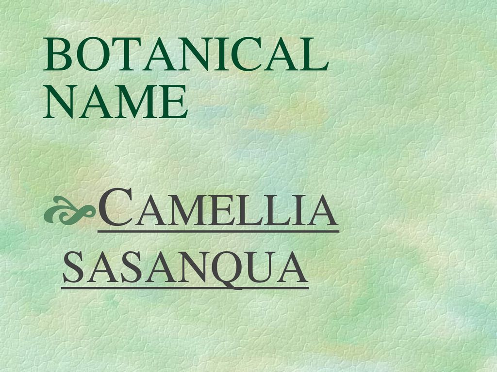 BOTANICAL NAME CAMELLIA SASANQUA. - ppt download