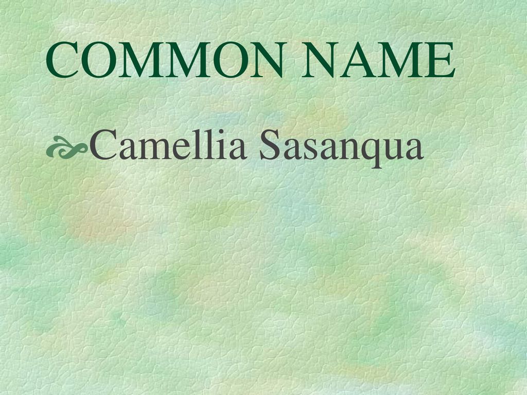 BOTANICAL NAME CAMELLIA SASANQUA. - ppt download