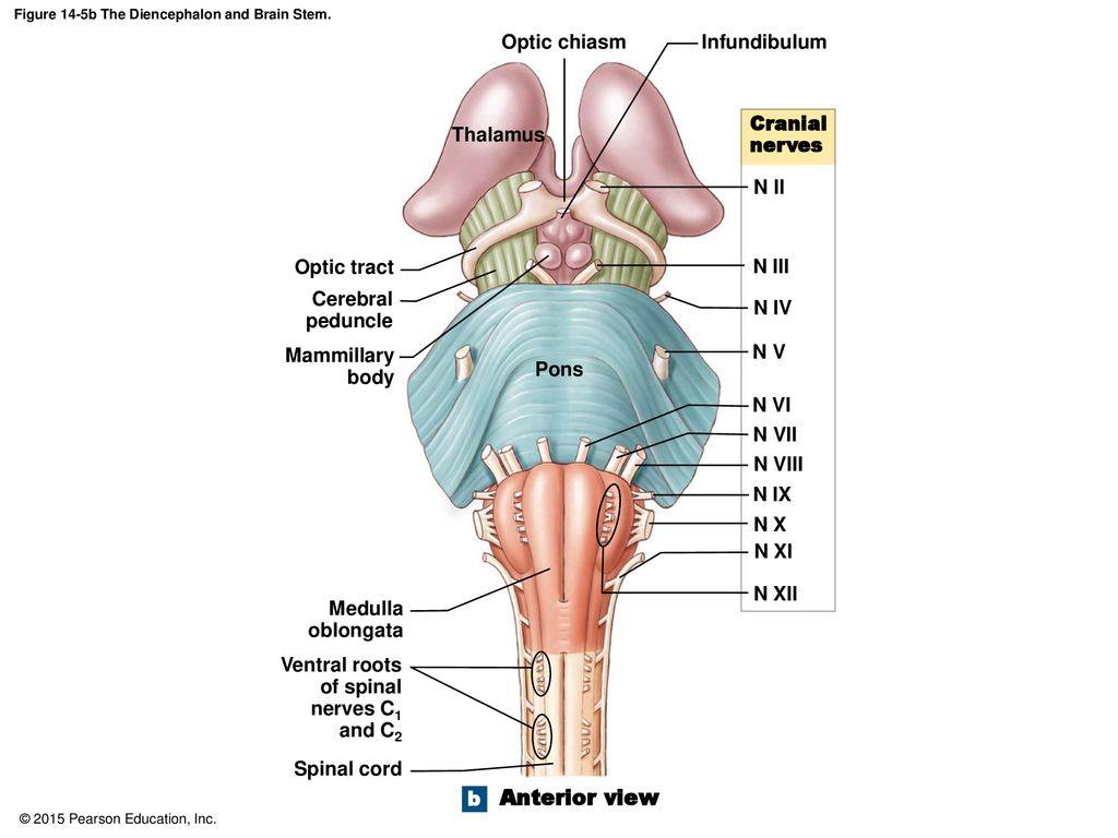 An Introduction to the Brain and Cranial Nerves - ppt download