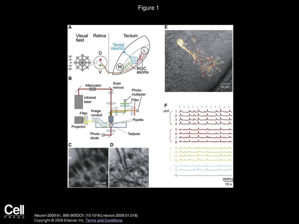 Figure 1 In Vivo Imaging of Visually Evoked Ca2+ Signals in Proximal and Distal Tectal Cell Dendrites.