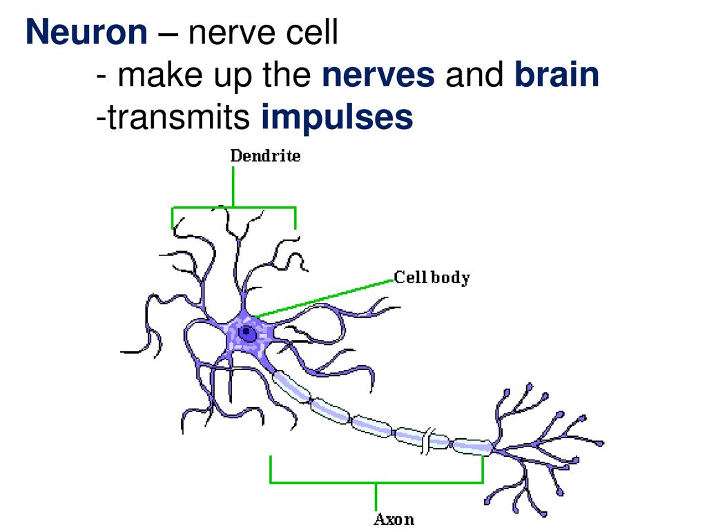 Импульс мозг аксон. Строение нейрона рисунок. Схема строения нейрона с подписями. Схема строения нервной клетки. Зарисовать строение нейрона.