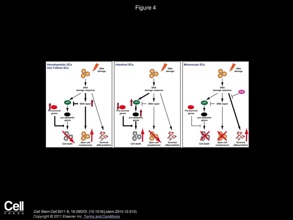 Specific and Cancer Stem Cells Biology Diagrams
