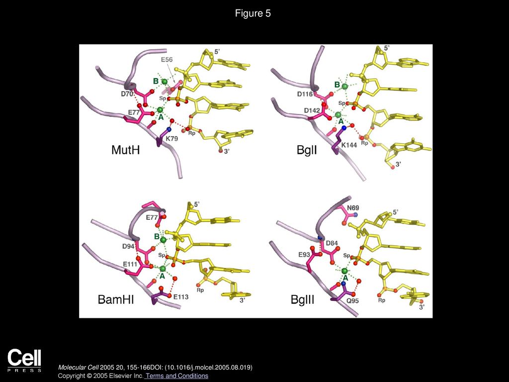 Figure 5 The Active Site of MutH, BglI, BamHI, and BglII