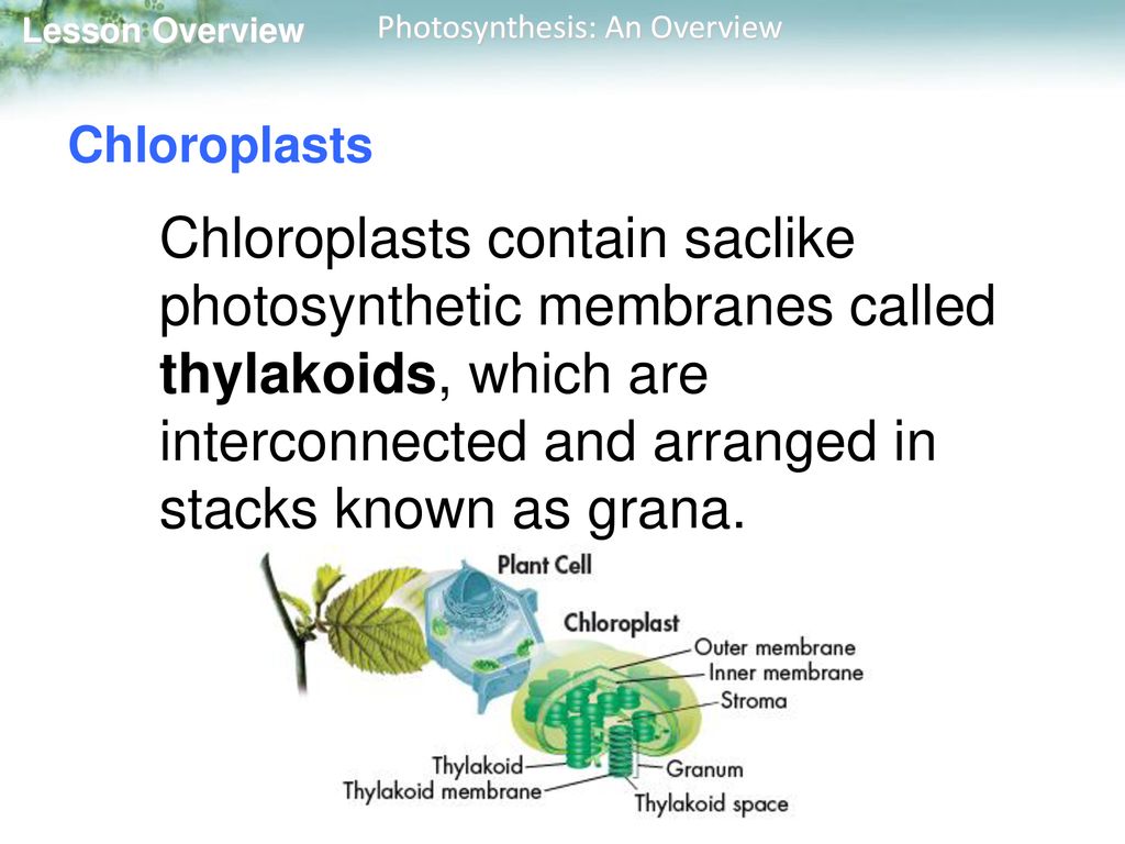 Plant Structure. ppt download