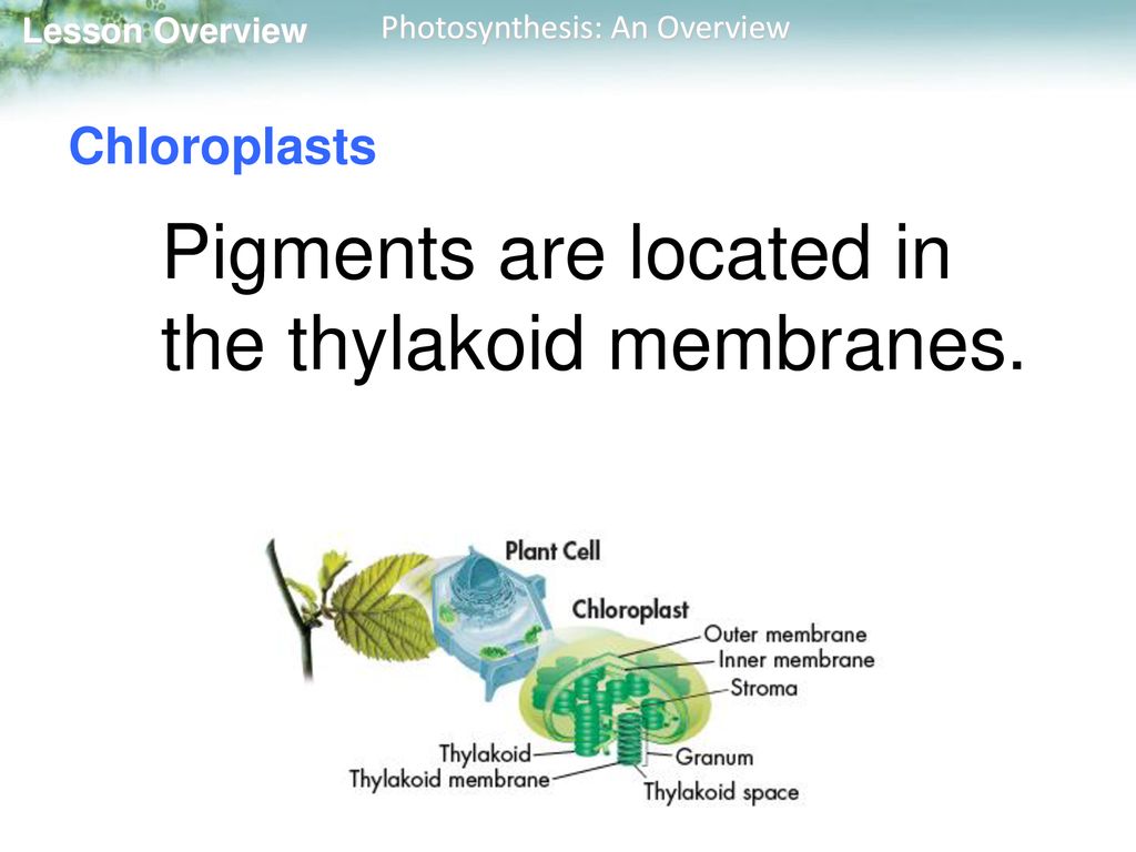 Chloroplasts Pigments are located in the thylakoid membranes.