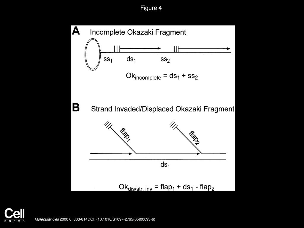 Figure 4 Determining the Length of Okazaki Fragments by EM