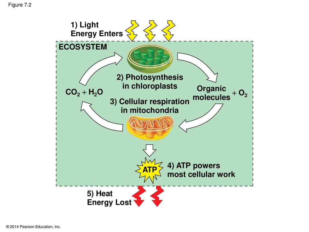 Cellular Respiration and Fermentation - ppt download