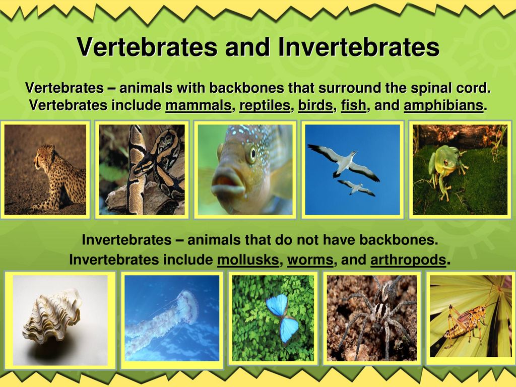 CLASSIFICATION OF PLANTS AND ANIMALS - ppt download