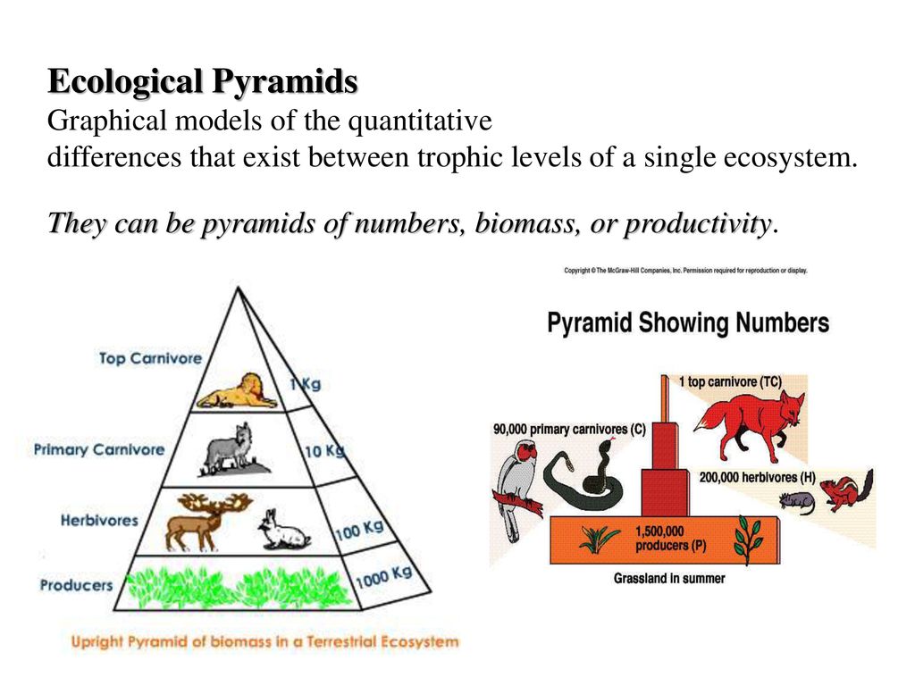 Ecological Pyramids Graphical models of the quantitative differences ...
